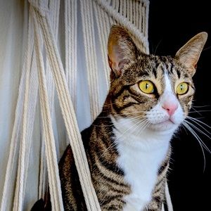 -✨🌌 Organic Cat Nip infused Macrame Cat  Bohostyle Beds🌌